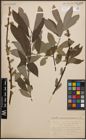 Foto von Salix cinerea L.